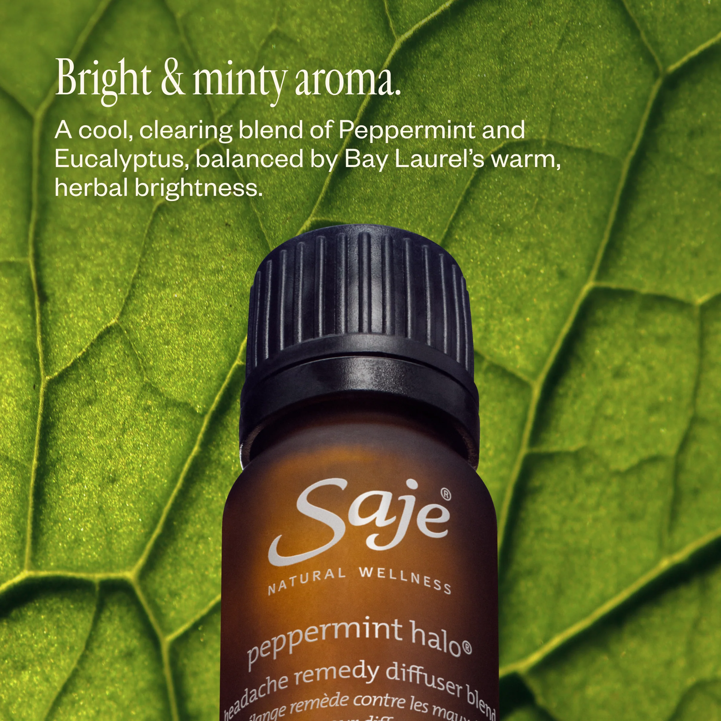 Aroma Halo & Peppermint Halo Diffuser Blend - Image 6