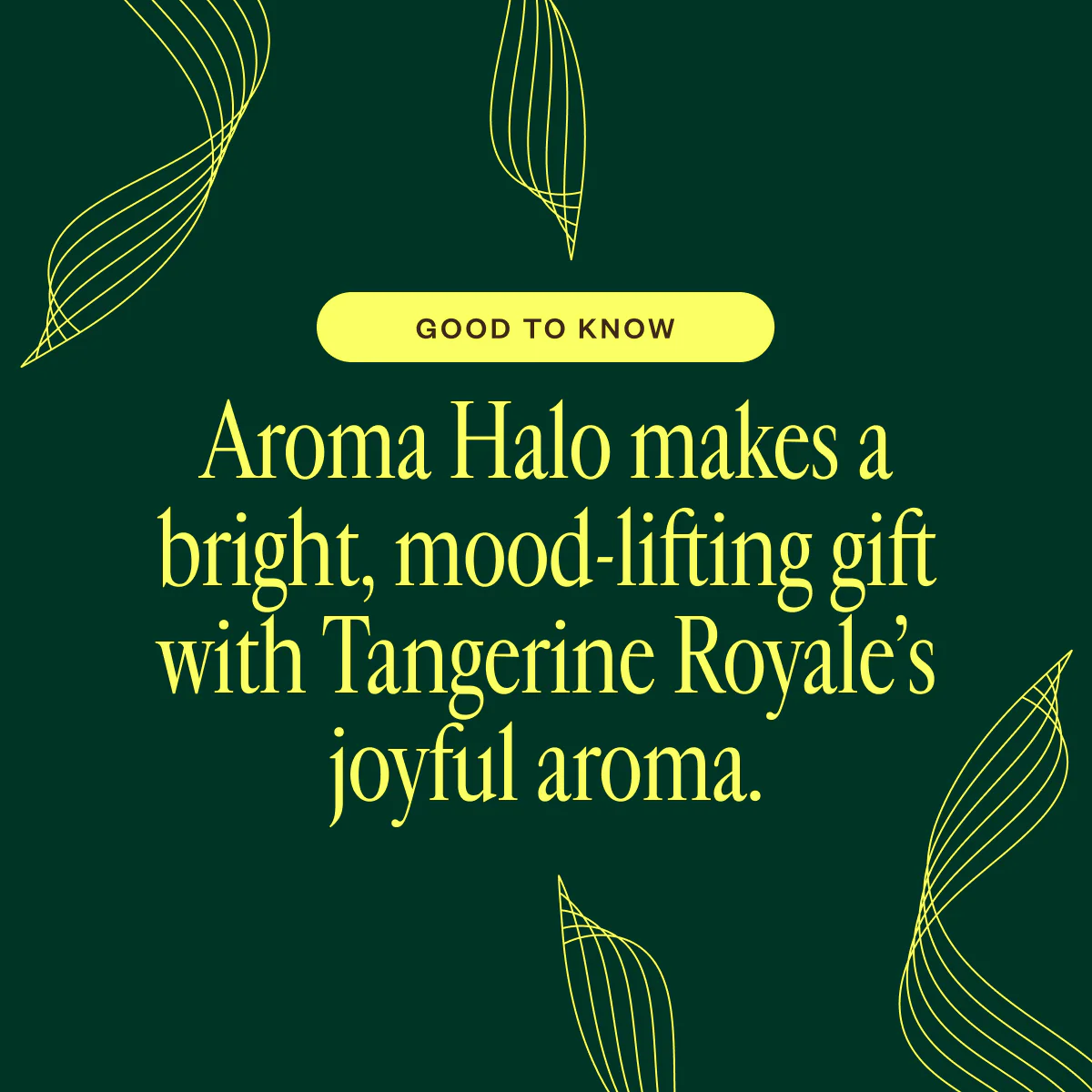 Aroma Halo & Tangerine Royale - Image 2