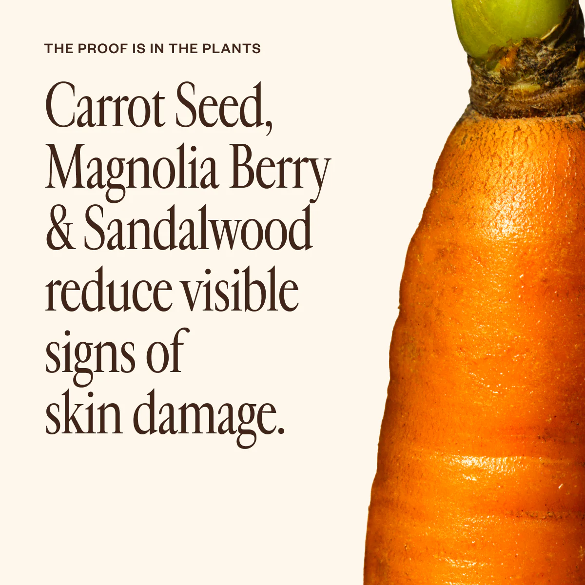 Dermedial Carrot+ - Image 3
