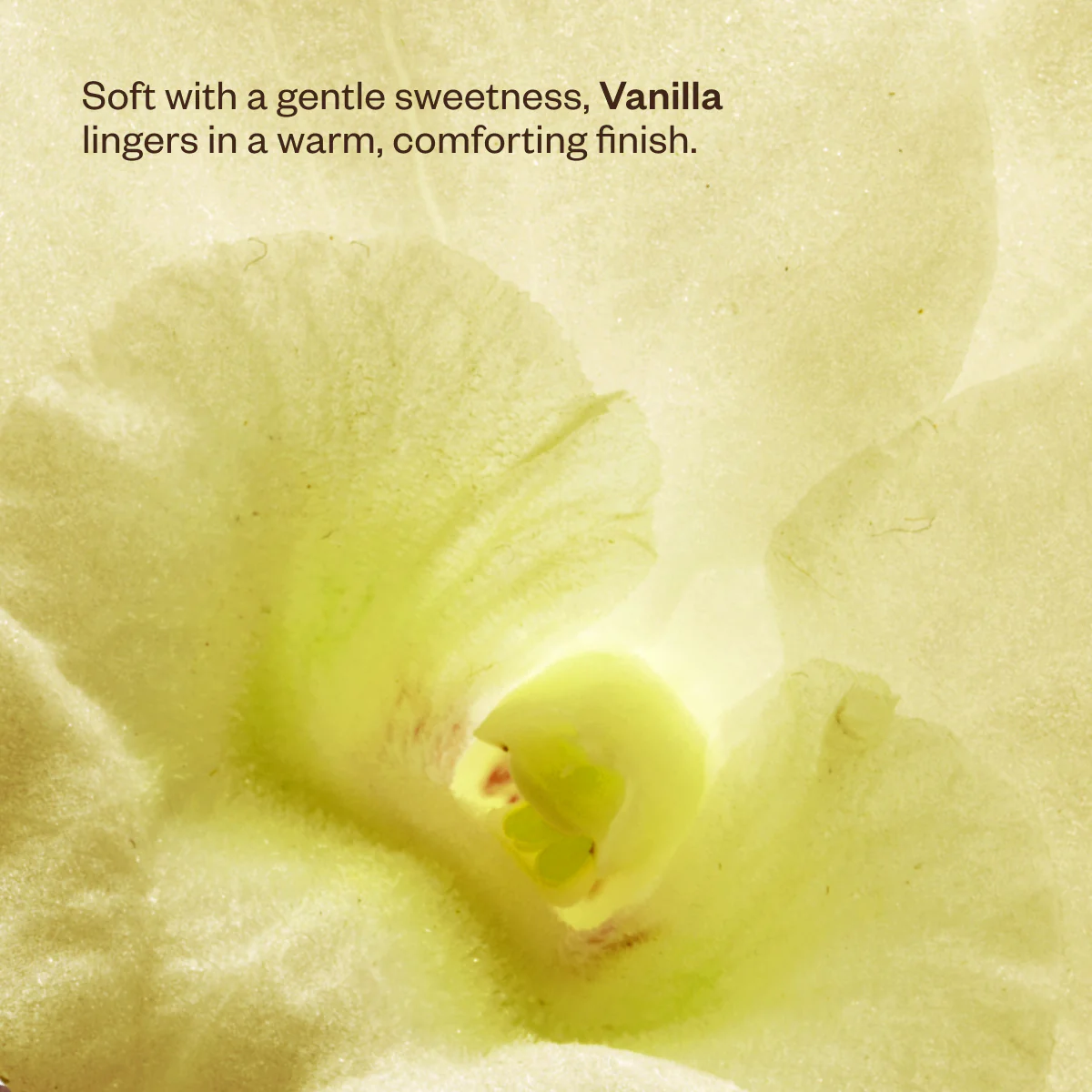 Wanderlust Diffuser Duo - Image 7